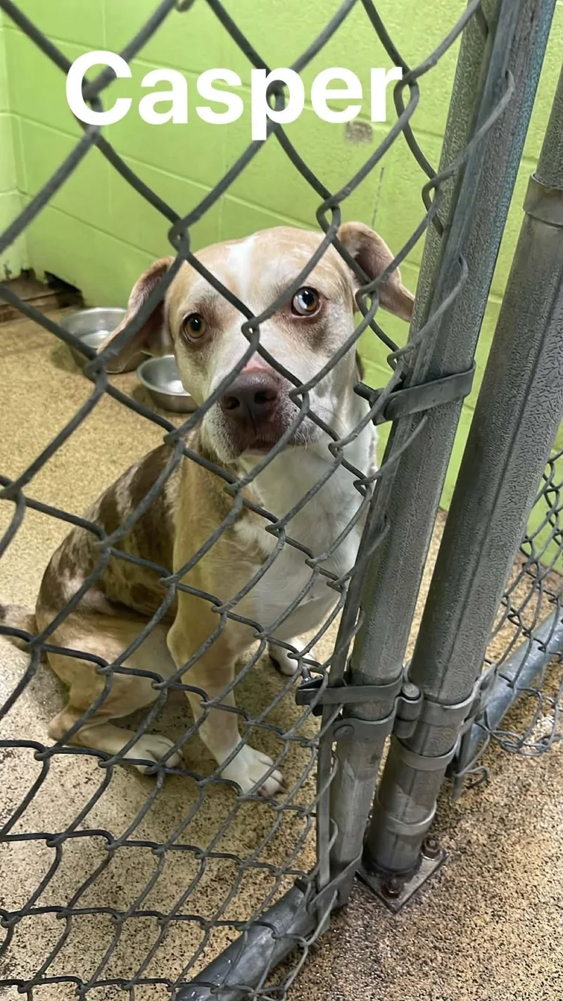 An adult medium-sized male Tricolor (Brown, Black, & White) Bulldog dog named Casper for adoption in Fort Payne, AL