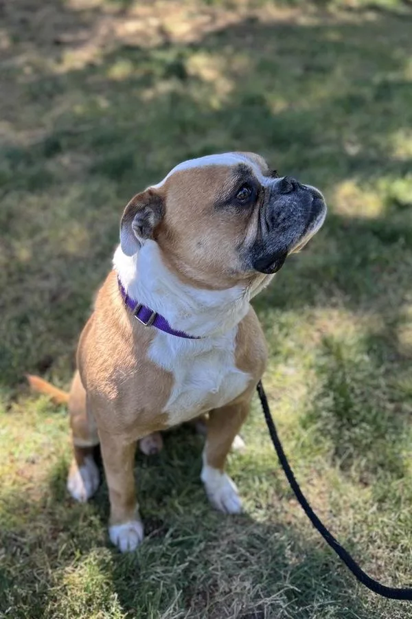 Zorro