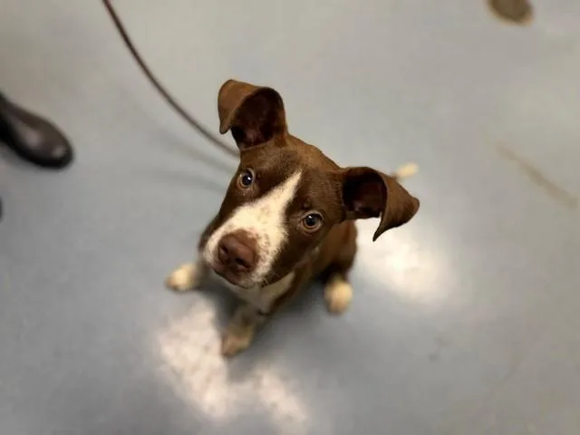 A baby small-sized male Pit Bull Terrier dog named Porcupine for adoption in Denver, CO