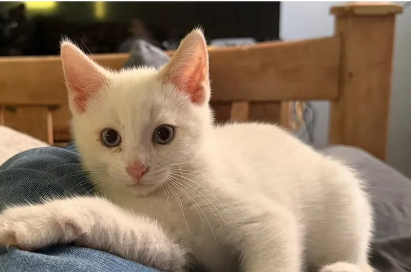 A young medium-sized male Flame Point Siamese cat named Kameko for adoption in Franklin, OH