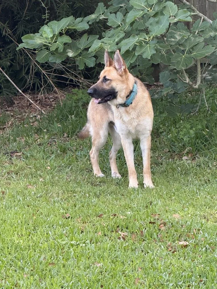 An adult large-sized male German Shepherd Dog dog named Blaze for adoption in Houston, TX