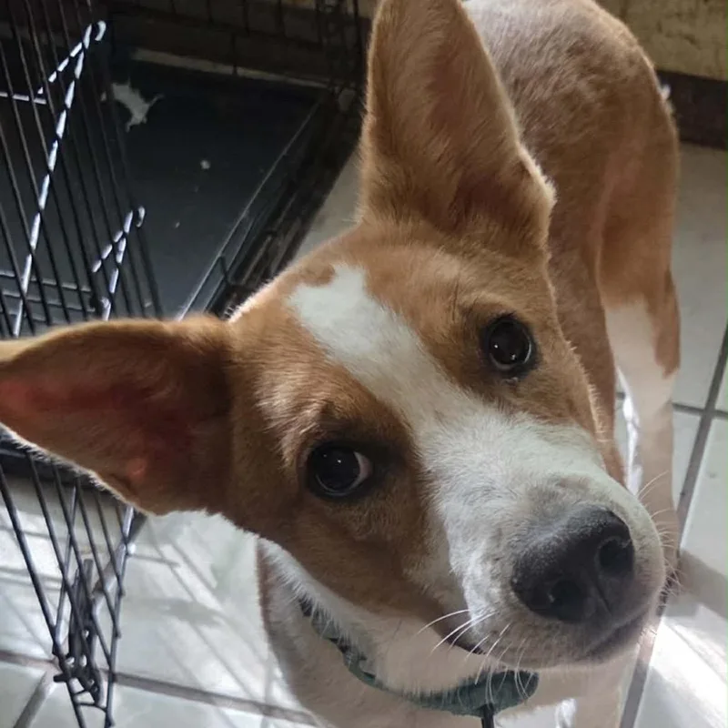 A baby medium-sized female Mixed Breed dog named Candle for adoption in Buffalo, MN