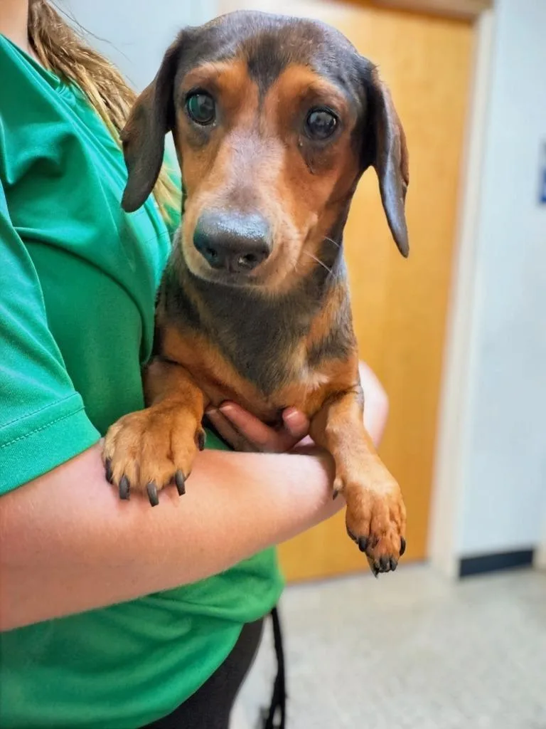 A young small-sized male Mixed Breed dog named Mickey for adoption in Ocala, FL
