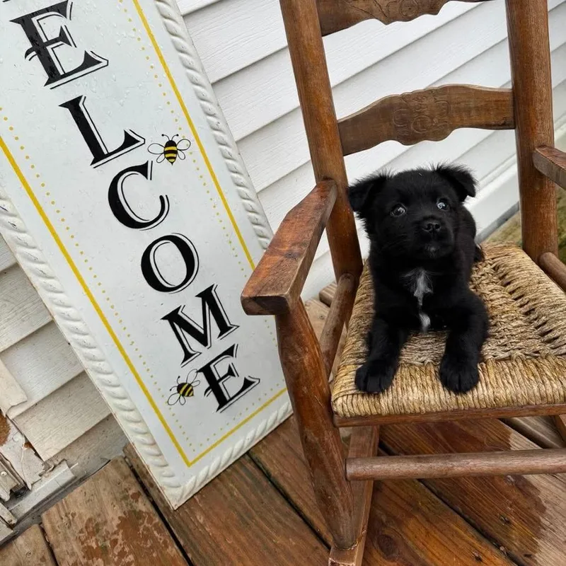 A baby small-sized female Black Chihuahua dog named Ms Grizzly for adoption in Jarrettsville, MD