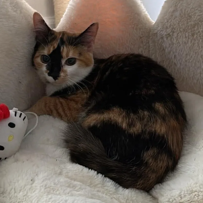 A baby medium-sized female Calico cat named Callie for adoption in Aberdeen, NC