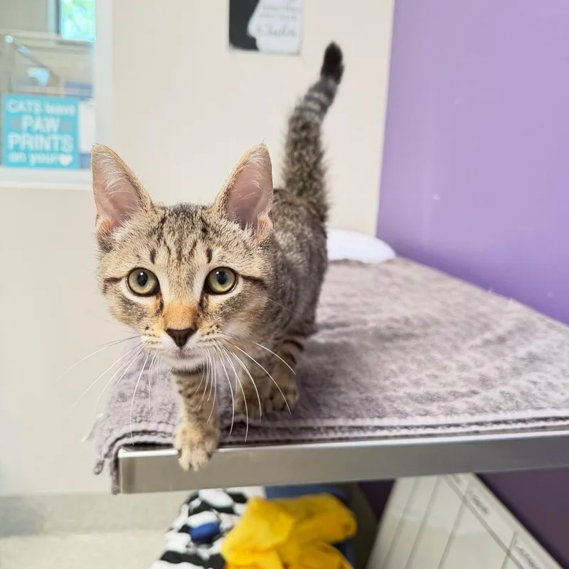 A baby small-sized male Brown / Chocolate Domestic Short Hair cat named Dexter for adoption in Englewood, FL