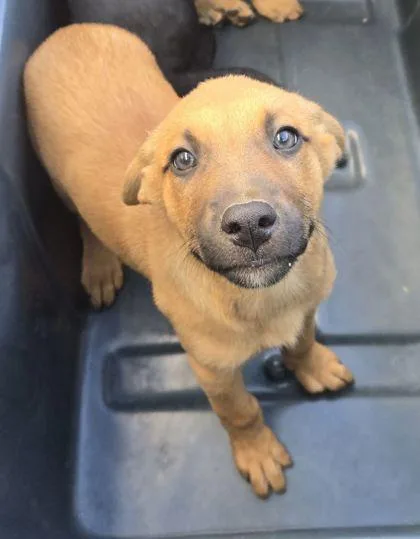 A baby small-sized female Shepherd dog named Maya for adoption in Fresno, CA