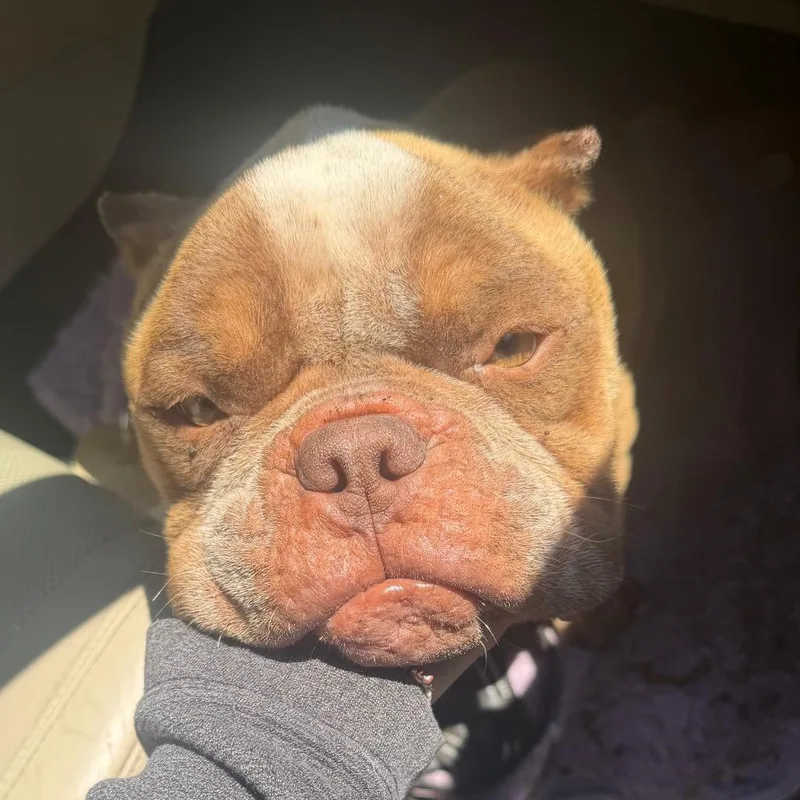 An adult medium-sized male Brown / Chocolate Mixed Breed dog named Strayhamiltonroad"guwop" for adoption in Columbus, GA