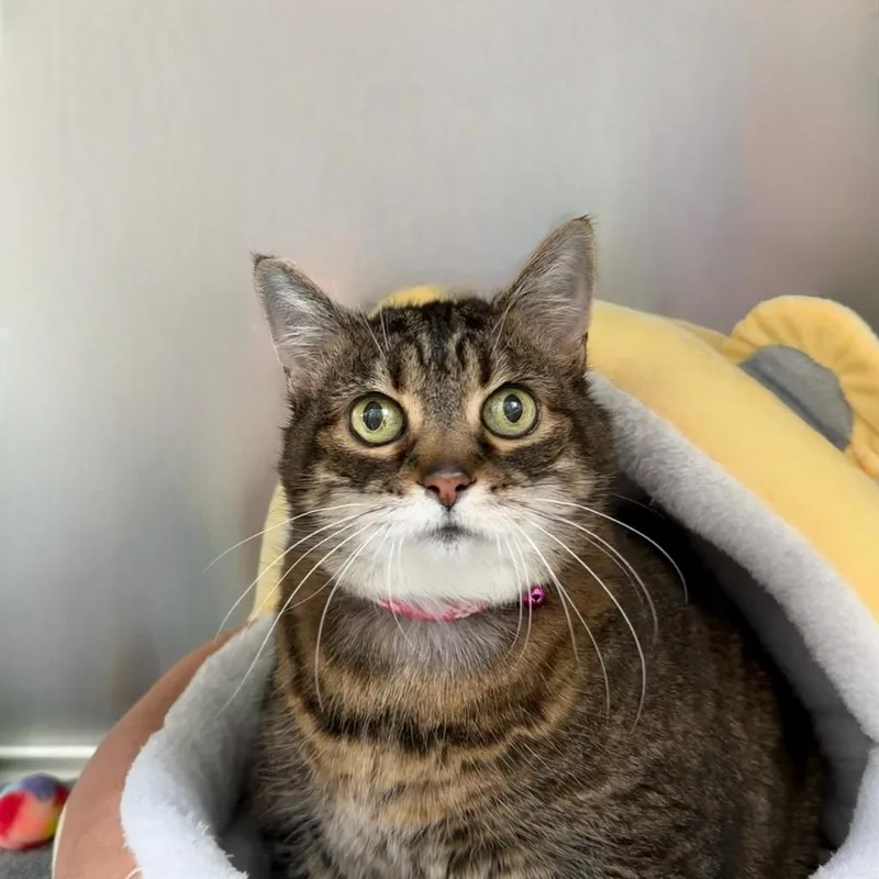 A senior large-sized female Domestic Short Hair cat named Millie for adoption in State College, PA