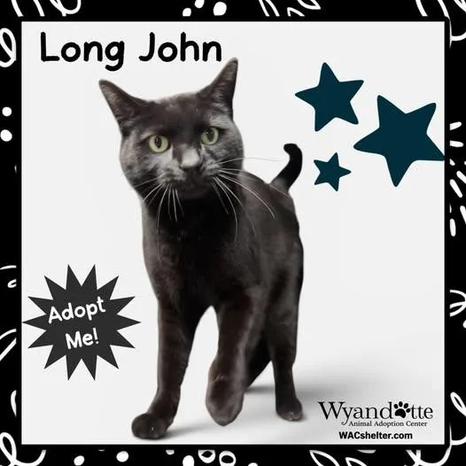 An adult medium-sized male Black Domestic Short Hair cat named Long John for adoption in Wyandotte, MI