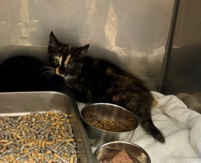 A young medium-sized female Tortoiseshell cat named Rainey for adoption in Providence Forge, VA
