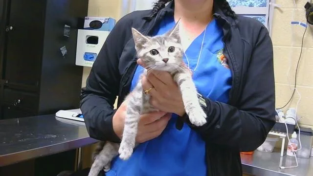 A baby medium-sized female Domestic Short Hair cat named Dolly Purton for adoption in Cookeville, TN