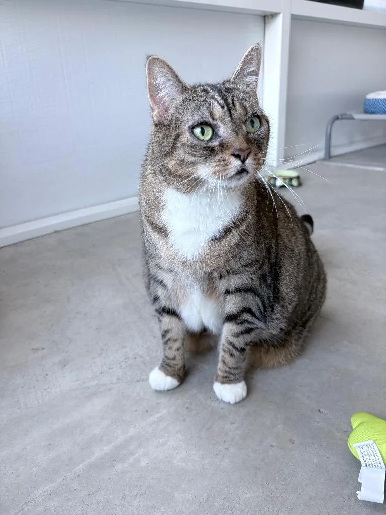 Sally Sirloin thumbnail 2