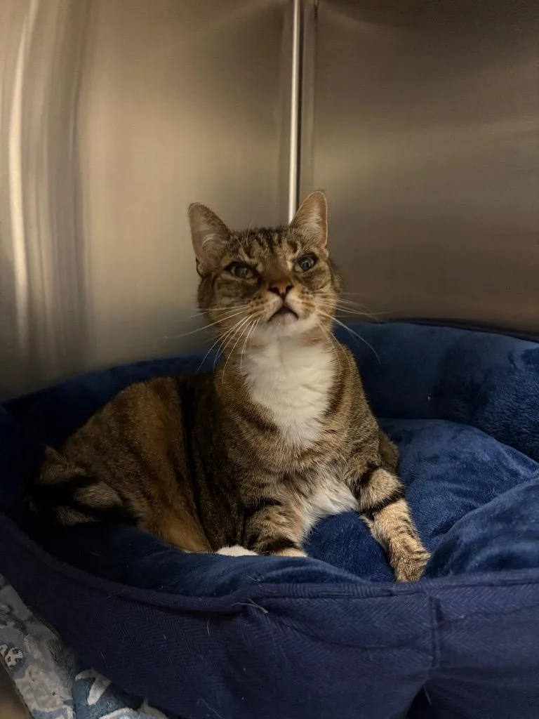 Sally Sirloin thumbnail 3