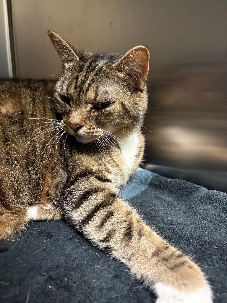 Sally Sirloin thumbnail 4