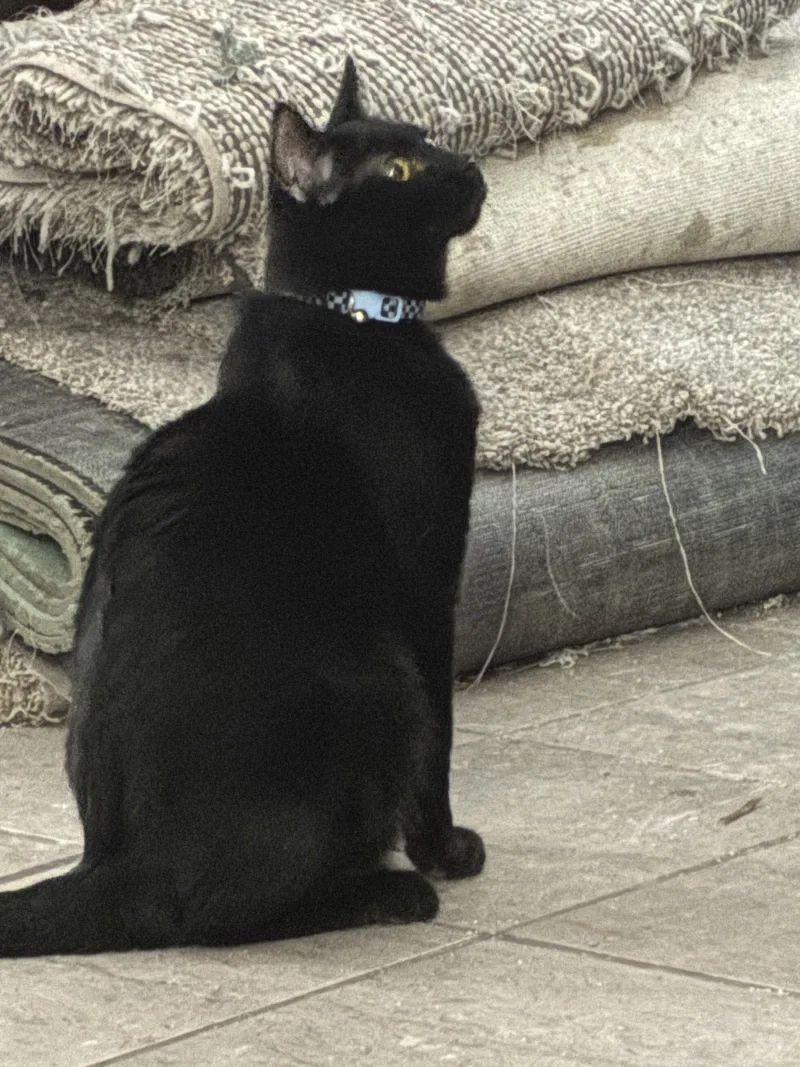A young medium-sized male Black Domestic Short Hair cat named Casino for adoption in Glendale, AZ