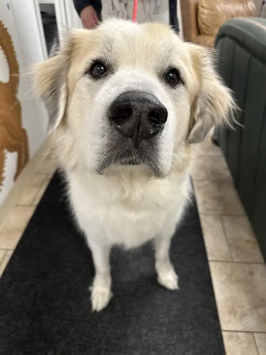 A senior large-sized male White / Cream Great Pyrenees dog named Hudson for adoption in Pacific, MO
