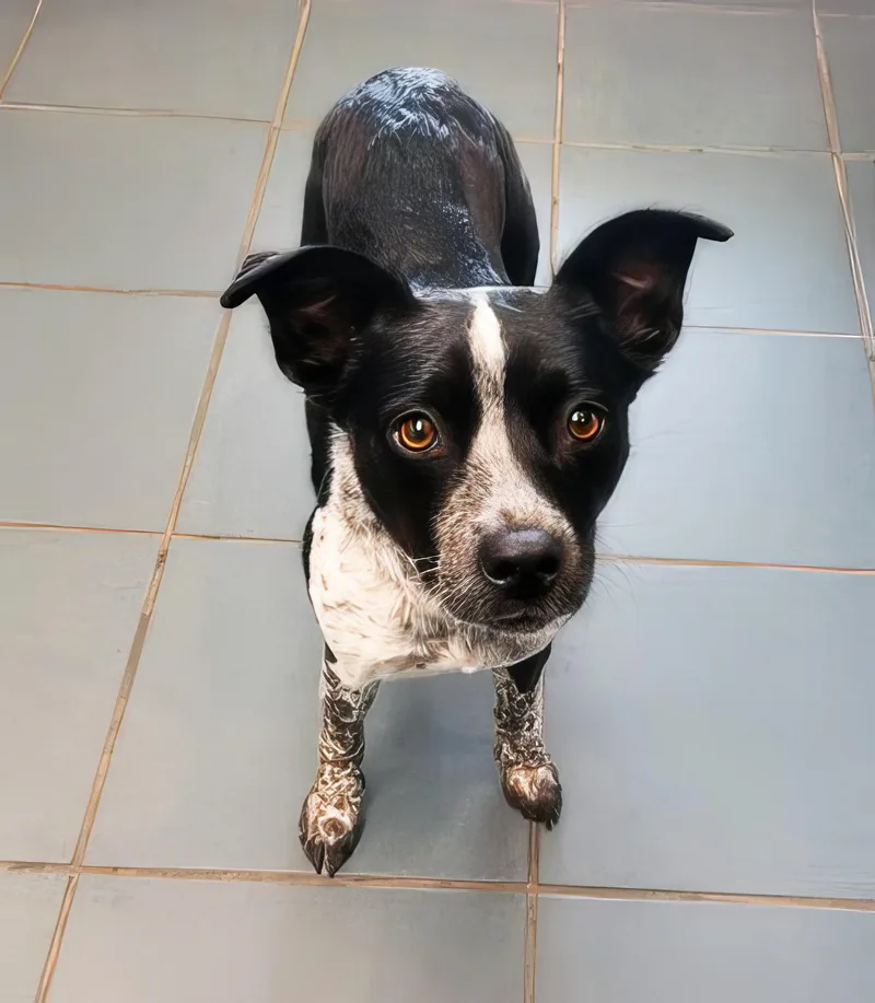 An adult small-sized female Black Mixed Breed dog named Carla for adoption in Nashville, TN