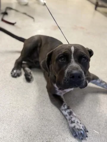 A young large-sized male Pit Bull Terrier dog named Checkers for adoption in Riverside, CA