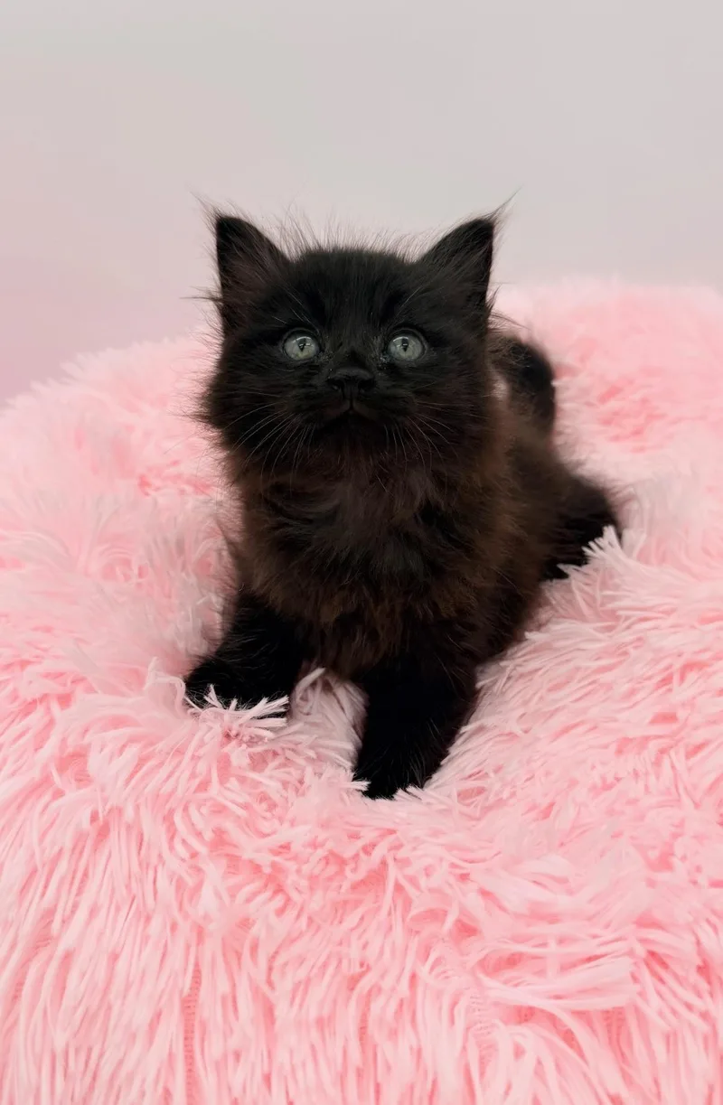 A baby medium-sized male Black Maine Coon cat named Redwood for adoption in Covington, LA