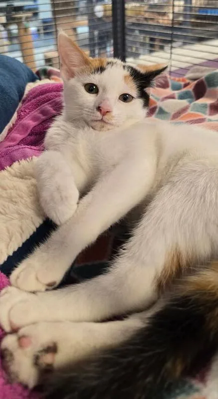 A baby small-sized female Orange & White Domestic Short Hair cat named Inky for adoption in Woodbridge, VA