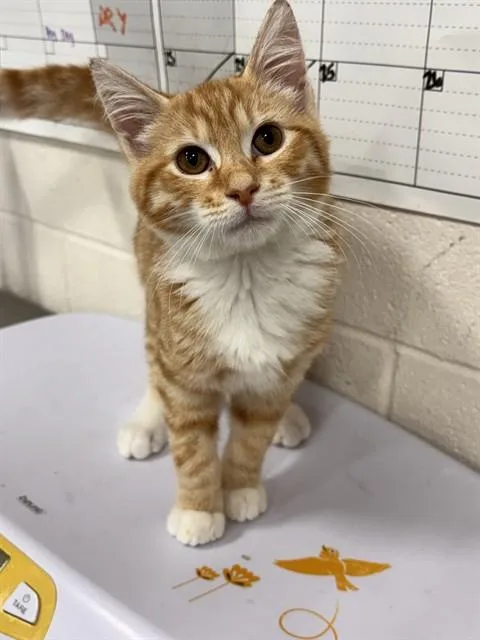A young small-sized male Domestic Short Hair cat named Sunny for adoption in Upper Marlboro, MD