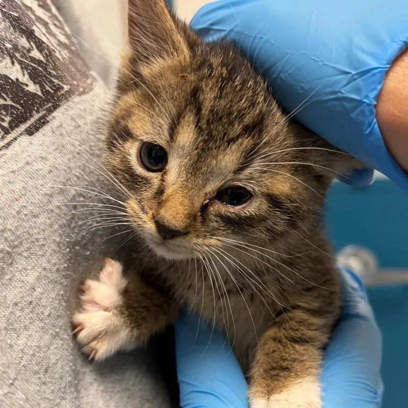A baby small-sized male Brown / Chocolate Domestic Short Hair cat named Waltz for adoption in Nashville, TN