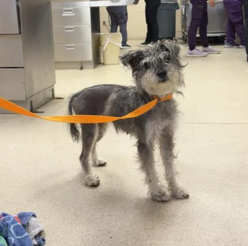 An adult small-sized female Schnauzer dog named Miko for adoption in Riverside, CA