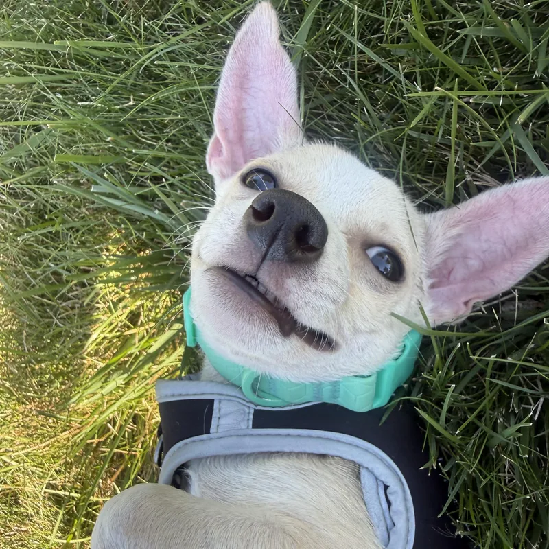 Otis