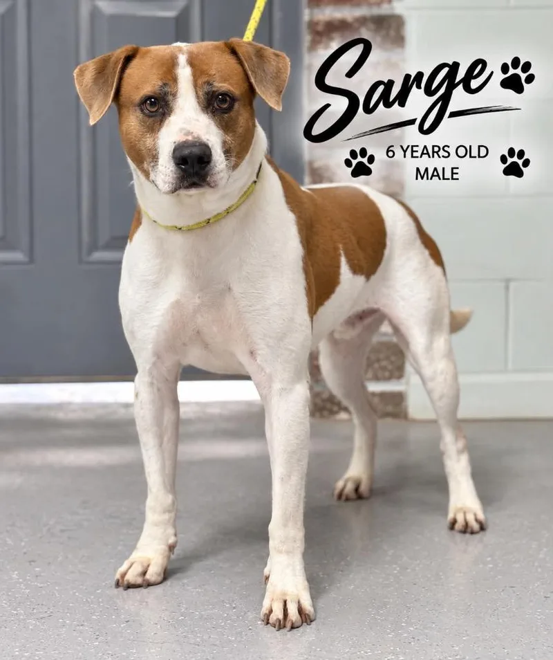 Sarge