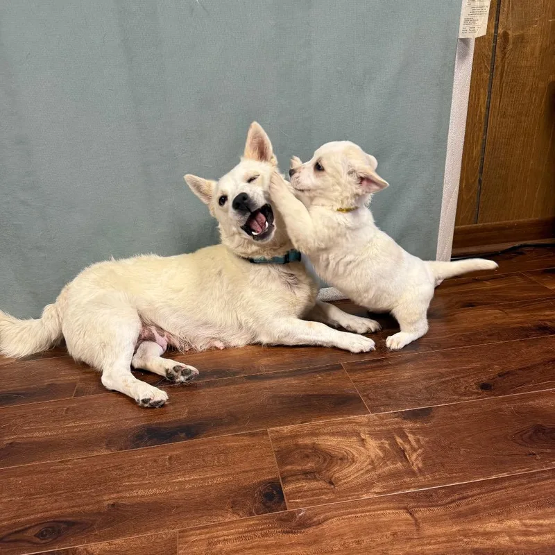 An adult medium-sized female White / Cream Mixed Breed dog named Honey for adoption in Buffalo, MN