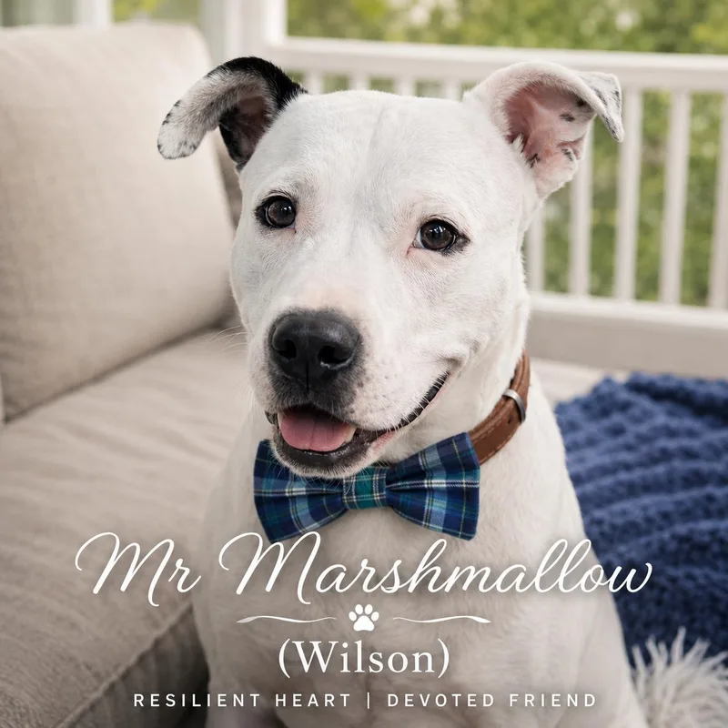 Mr. Marshmallow