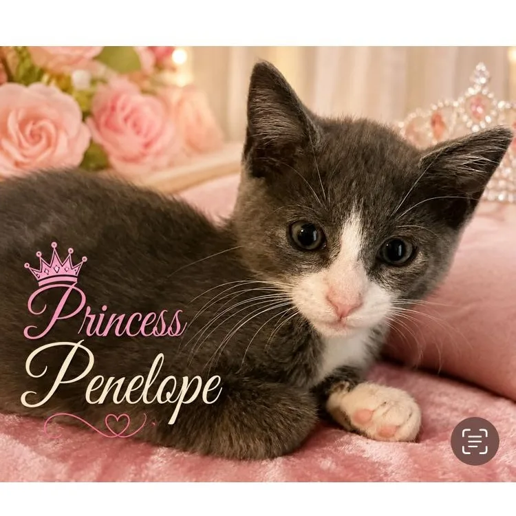 A baby medium-sized female Gray / Blue / Silver Domestic Short Hair cat named Princess Penelope for adoption in Homestead, FL