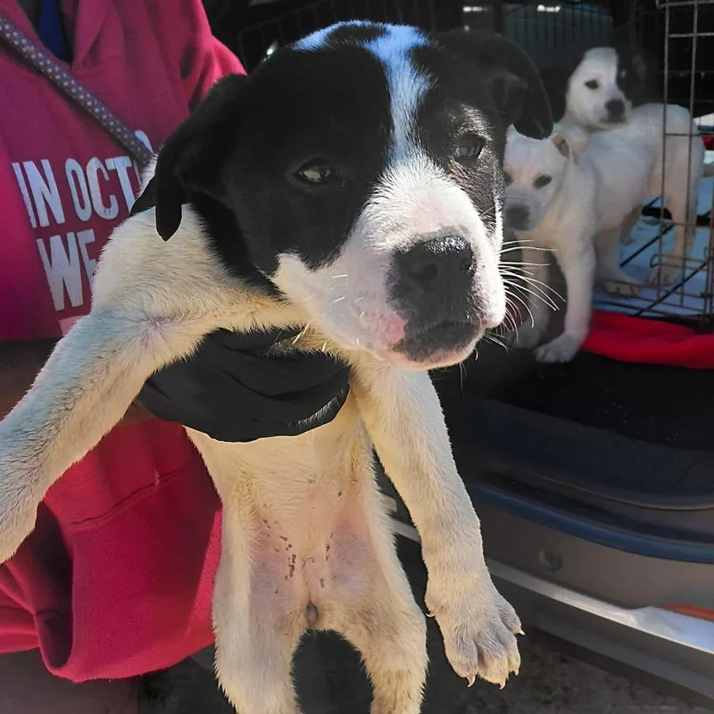 A baby medium-sized female White / Cream Mixed Breed dog named Ricochet for adoption in LOXAHATCHEE, FL