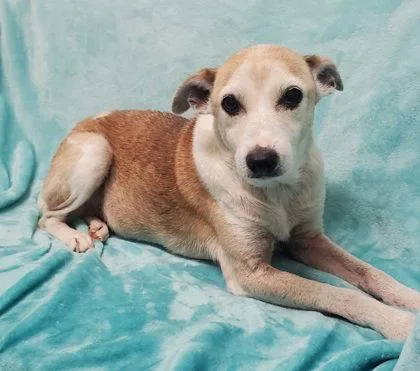 A senior small-sized female Terrier dog named Lucille for adoption in Lake City, MI