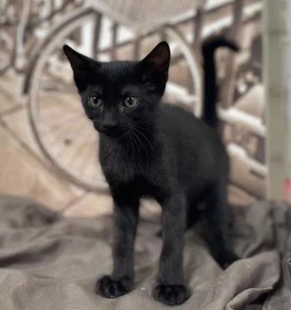 A baby small-sized male Domestic Short Hair cat named Nelly for adoption in Gainesville, FL