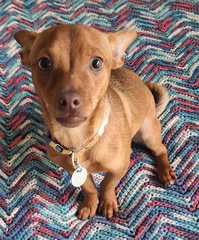 A young small-sized male Apricot / Beige Toy Manchester Terrier dog named Rio for adoption in Melbourne, AR