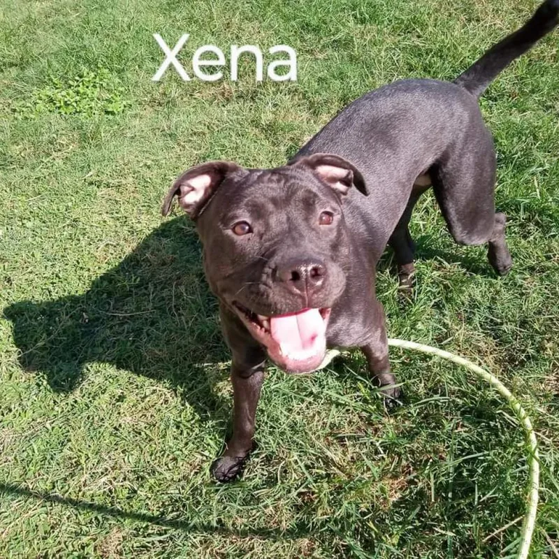 Xena thumbnail 2