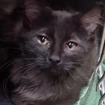 A baby medium-sized female Black Domestic Medium Hair cat named Ginger for adoption in Rapid City, SD