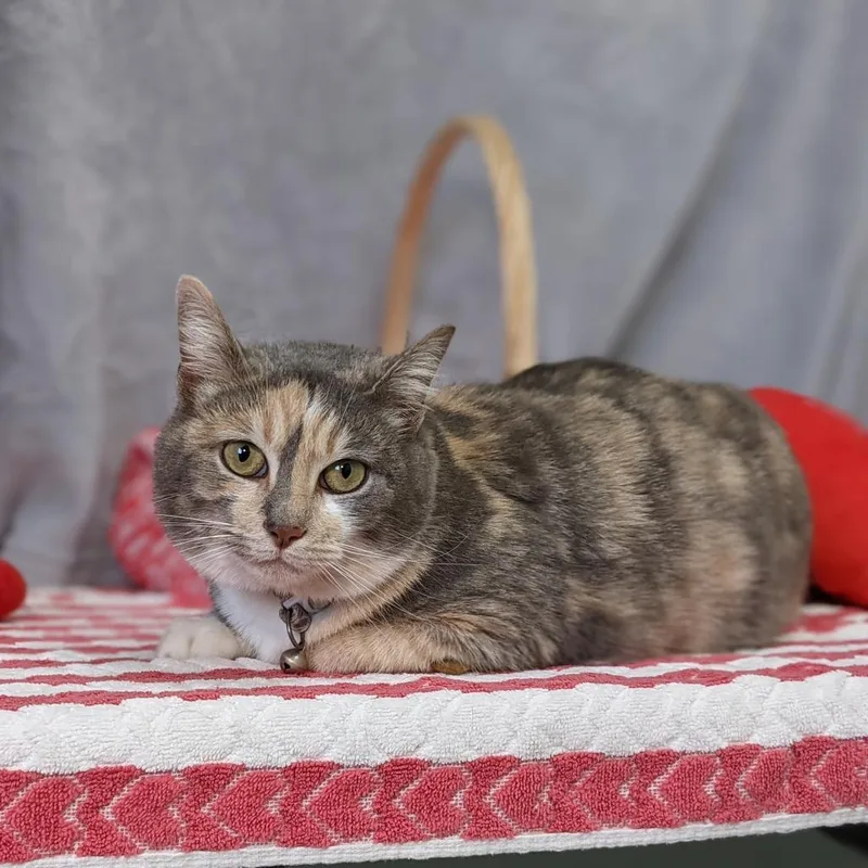 A senior large-sized female Domestic Short Hair cat named Mazey for adoption in Mount Vernon, OH