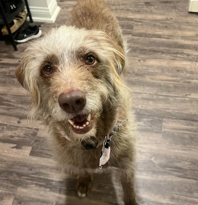 An adult medium-sized female Poodle dog named Vixen for adoption in TEMECULA, CA