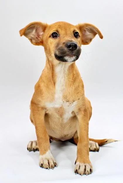 A baby large-sized female Australian Kelpie dog named Hoover for adoption in Morton Grove, IL