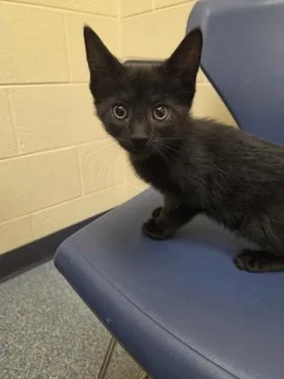 A baby small-sized female Domestic Short Hair cat named Metallicat for adoption in Westland, MI