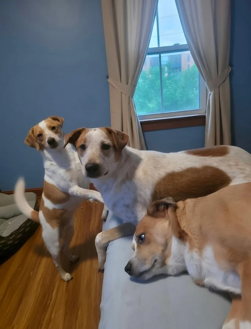 A baby medium-sized male Beagle dog named Cash for adoption in Longview, TX