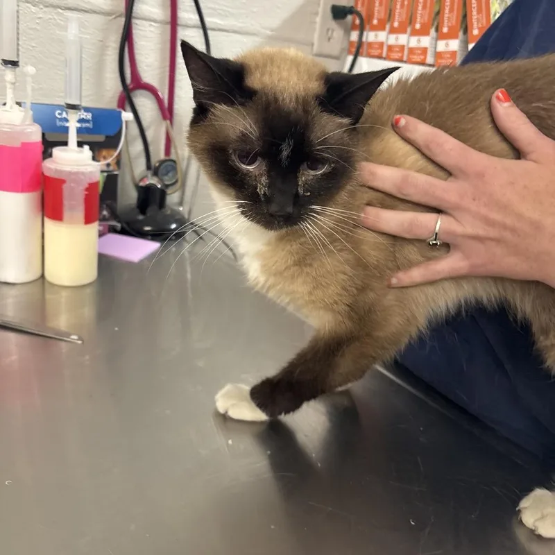 A senior medium-sized male Domestic Long Hair cat named Bambi for adoption in Clanton, AL