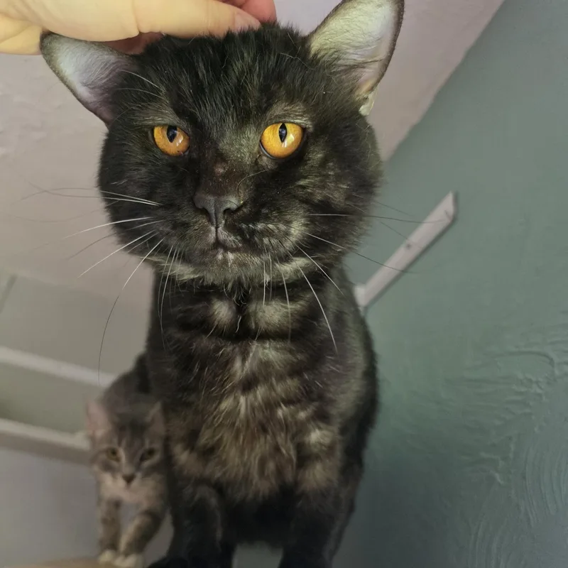 An adult large-sized male Smoke Tabby cat named Mica for adoption in Shippenville, PA