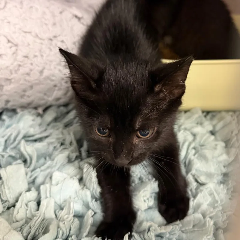 A baby small-sized female Black Domestic Short Hair cat named No Tail . for adoption in Port Charlotte, FL