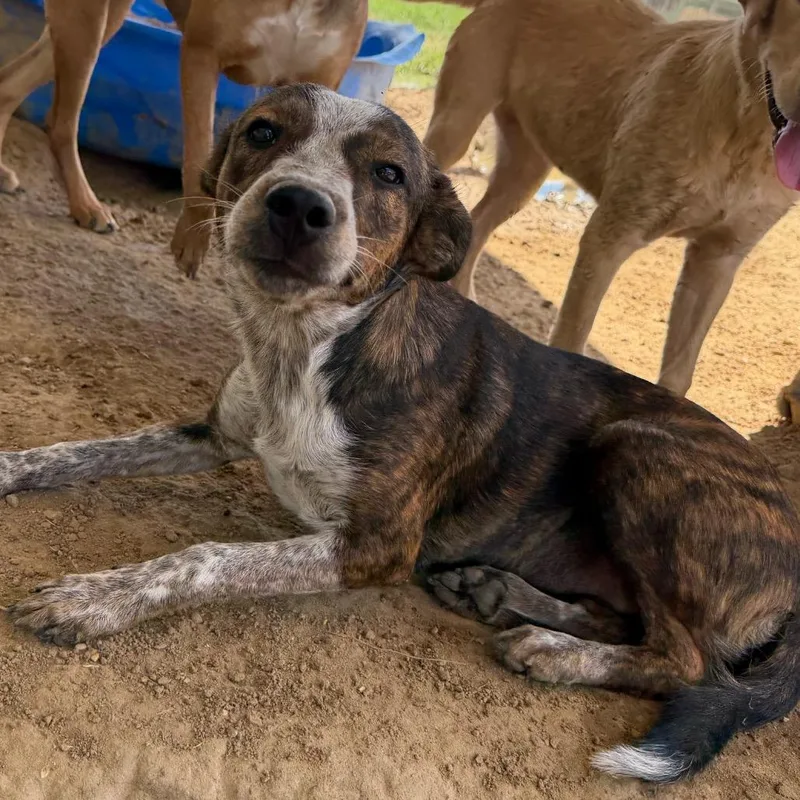 A young medium-sized female Brown / Chocolate Cattle Dog dog named Hannah for adoption in Chillicothe, IL