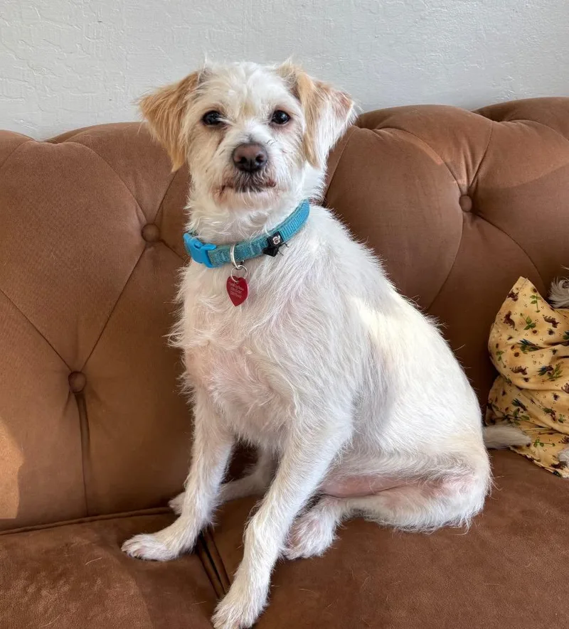 An adult small-sized male White / Cream Terrier dog named Reggie for adoption in Shingle Springs, CA
