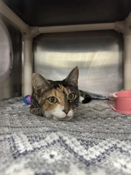 An adult small-sized female Domestic Short Hair cat named B Lily for adoption in North Charleston, SC